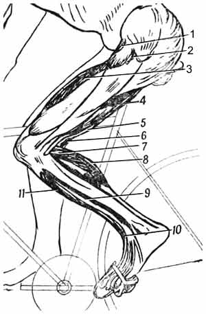 Рис. 13. Мышцы, работающие при подтягивании педали (вид сбоку) 17,1Kb